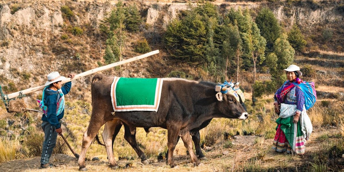 Farmers in traditional Peruvian attire plowing fields in Arequipa's rural landscape.