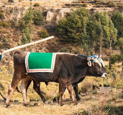 Farmers in traditional Peruvian attire plowing fields in Arequipa's rural landscape.