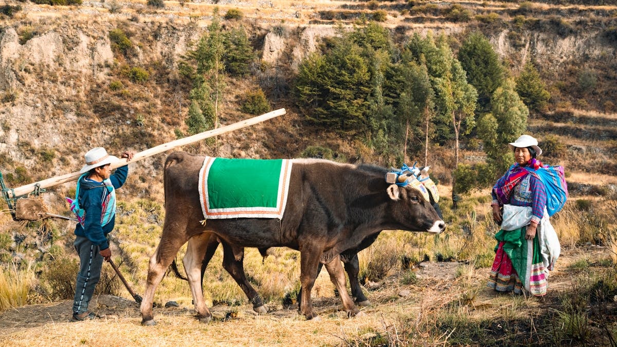 Farmers in traditional Peruvian attire plowing fields in Arequipa's rural landscape.